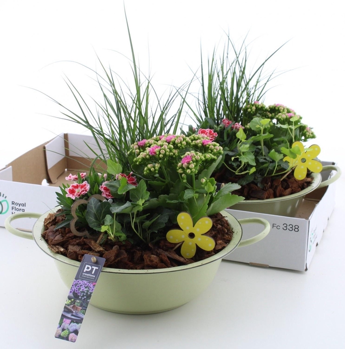<h4>ARR TUINPLANTEN</h4>