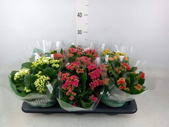 <h4>Kalanchoe blos. 'Rosalina'  ..mix 4</h4>