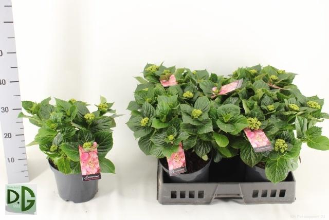 <h4>HYDR M EARLY ROSA</h4>