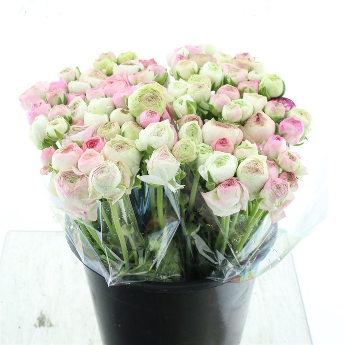 <h4>Ran Aazur Light Pink Extra</h4>