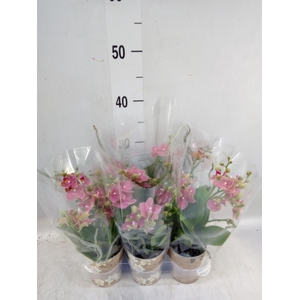 Phalaenopsis multi.   ...orange