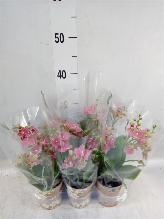 <h4>Phalaenopsis multi.   ...orange</h4>