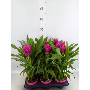 Curcuma alism. 'Siam Sublime'