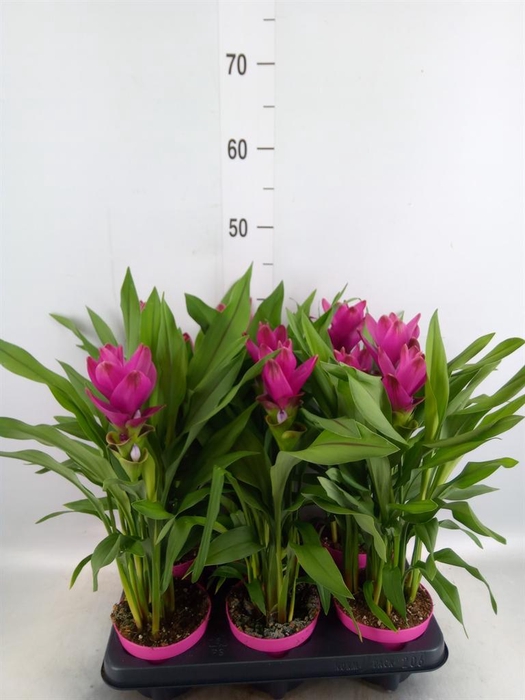 <h4>Curcuma alism. 'Siam Sublime'</h4>