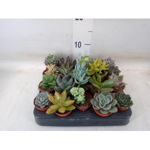 Succulents   ...