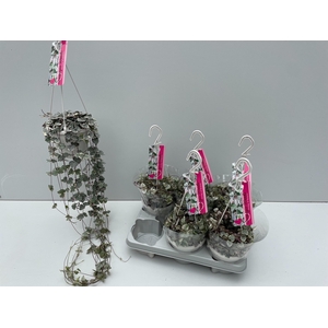 Ceropegia Woodii Variagata