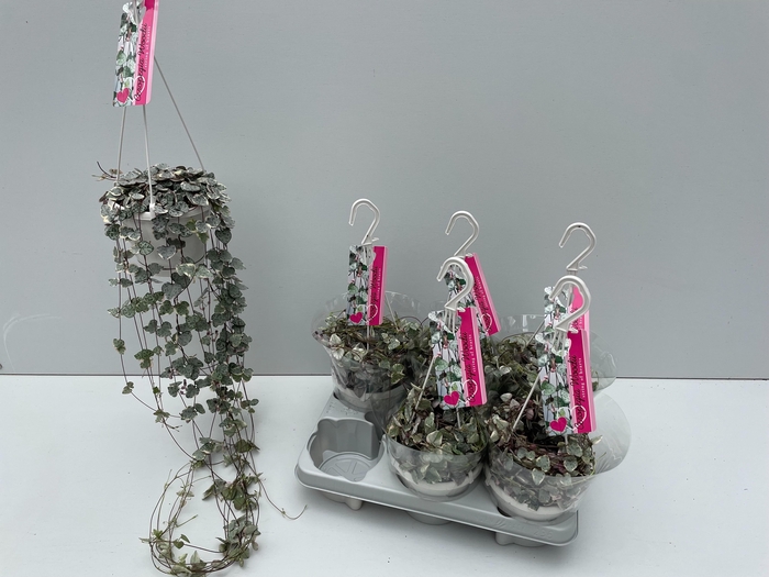 <h4>Ceropegia Woodii Variagata</h4>