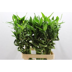 LUCKY BAMBOO SPIRAAL 60 CM