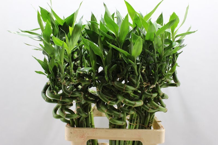 <h4>LUCKY BAMBOO SPIRAAL 60 CM</h4>