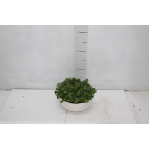 COQ. PLANTAS ORN. T2