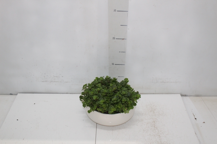 <h4>COQ. PLANTAS ORN. T2</h4>