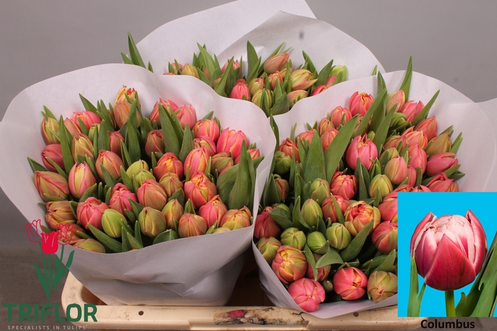 <h4>TU DU COLUMBUS</h4>