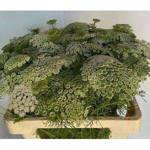 AMMI VISNAGA