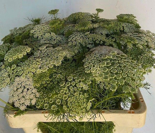<h4>AMMI VISNAGA</h4>