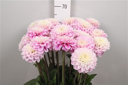 <h4>Dahl Sweet Love</h4>