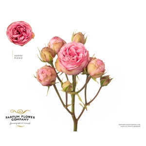 Rosa Spray Garden Happy Piano