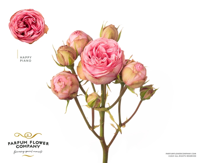 <h4>Rosa Spray Garden Happy Piano</h4>