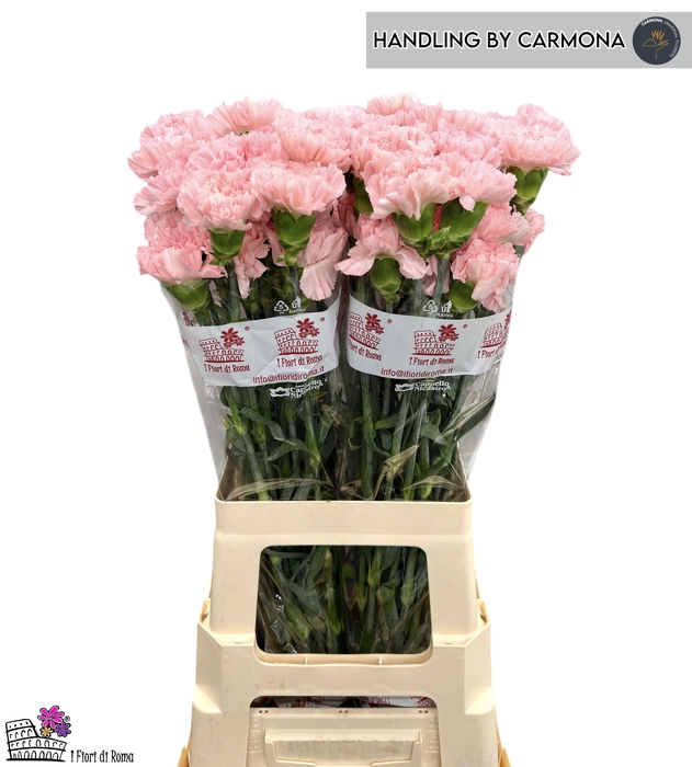 <h4>DI ST DONCEL</h4>