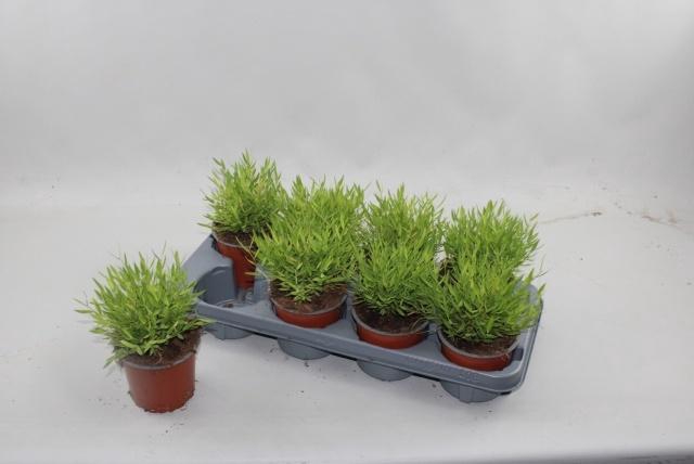 <h4>POGO MONICA</h4>