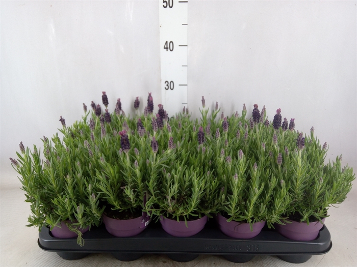 <h4>Lavandula stoec. 'Anouk'</h4>