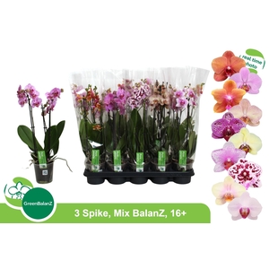 PHAL GEM
