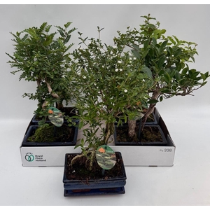 BONSAI GEM