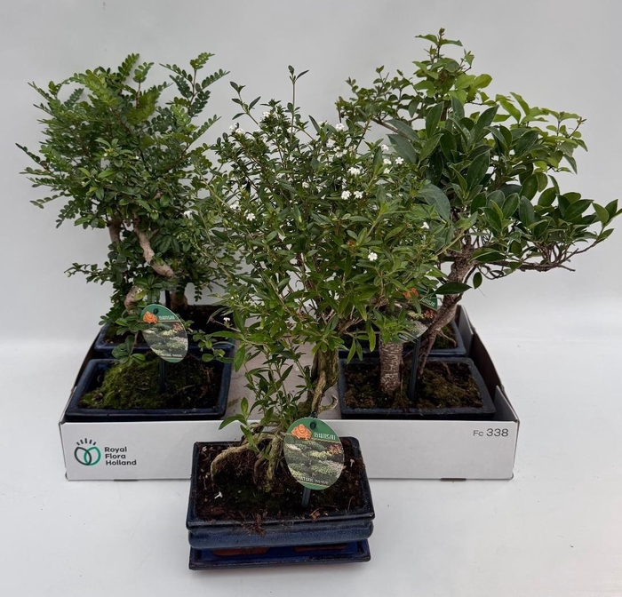 <h4>BONSAI GEM</h4>