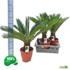 arr8 Cycas Revoluta