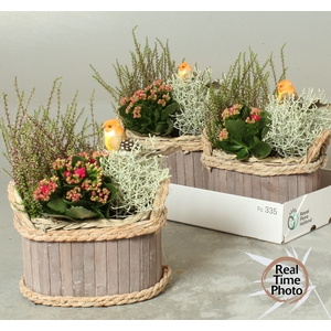 ARR TUINPLANTEN