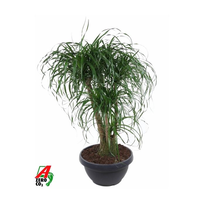 <h4>Beaucarnea vertakt P55 - 3ft</h4>
