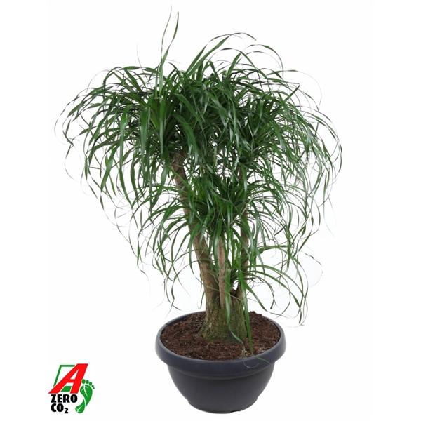 Beaucarnea vertakt P55 - 3ft