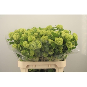 Viburnum Roseum St 4+