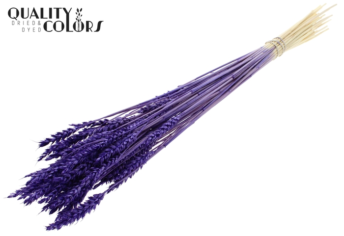 <h4>Triticum per bunch Intense Purple</h4>