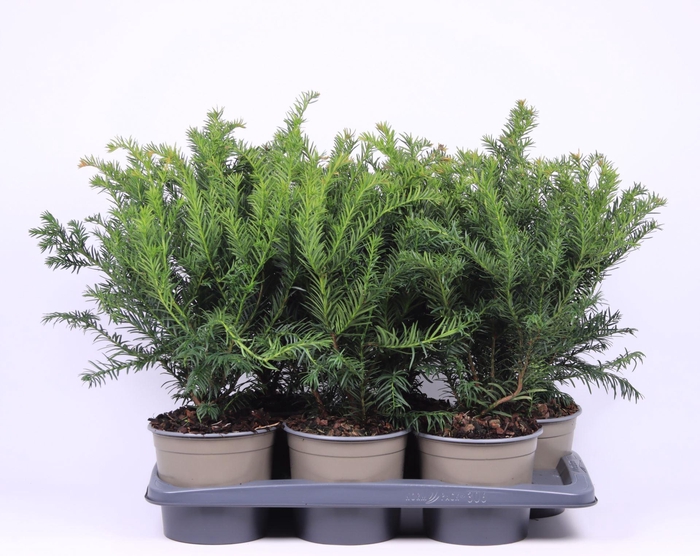 <h4>Taxus baccata Repandens</h4>