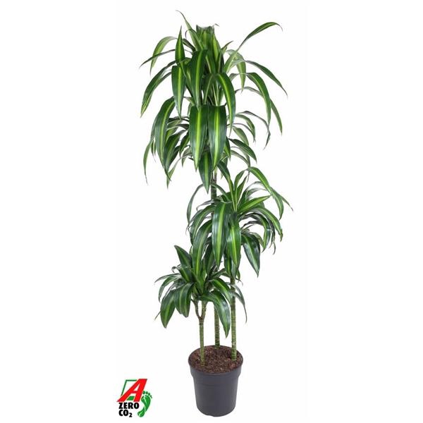 <h4>Dracaena fragrans 'Hawaiian Sunshine' (toef)</h4>
