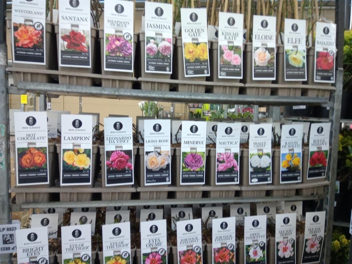 <h4>Rosa FL  ...</h4>