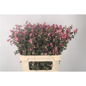 Sympho Mag Ruby Fall Dark Pink