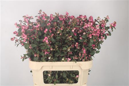 <h4>Sympho Mag Ruby Fall Dark Pink</h4>