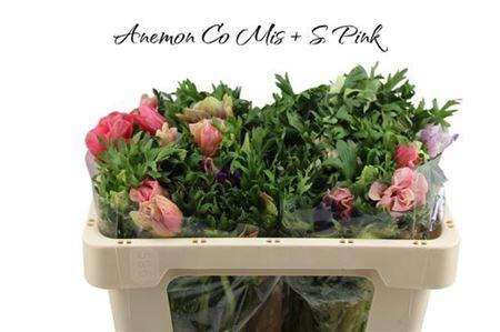 <h4>Anem Co Mis + S Pink</h4>