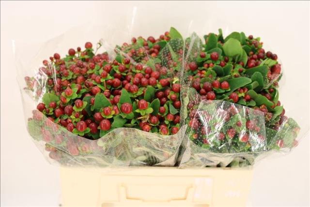 Hypericum Magical Seasons