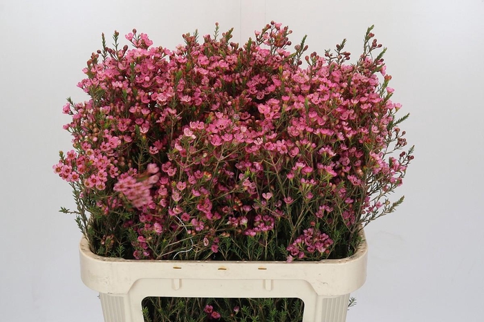 <h4>Chamelaucium Sarah's Delight</h4>