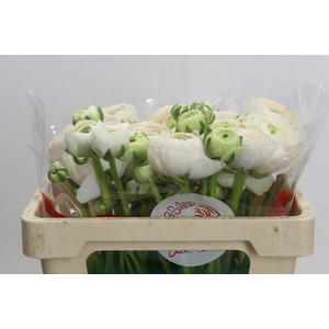 Ranunculus Clooney Hanoi