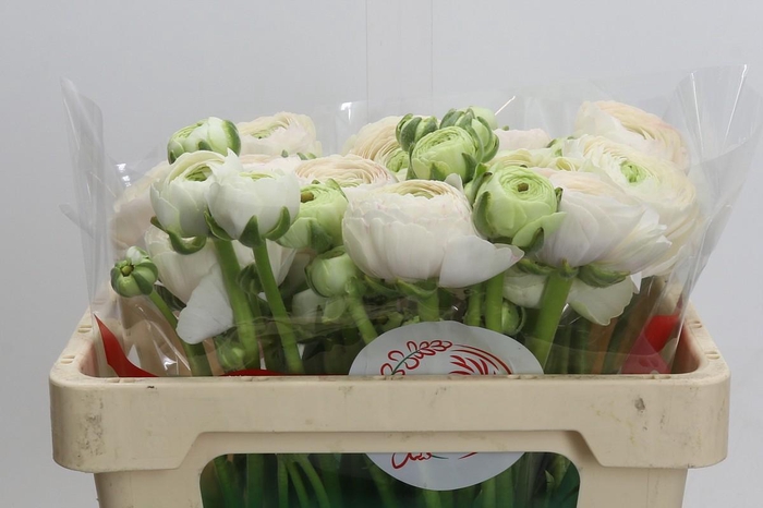 <h4>Ranunculus Clooney Hanoi</h4>