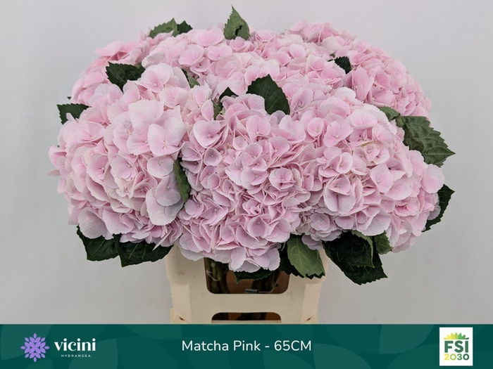 <h4>HYDRANGEA  'MY BEAU MATCHA'</h4>