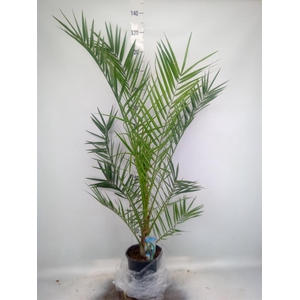 Phoenix canariensis
