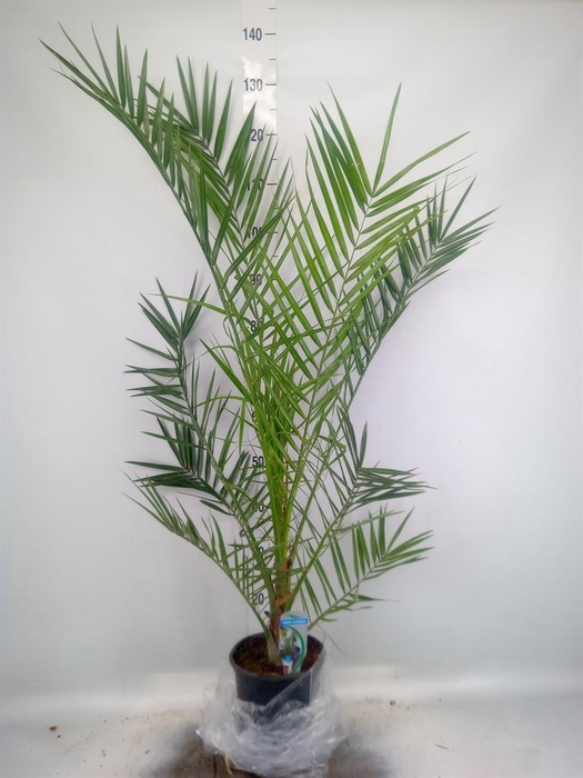 <h4>Phoenix canariensis</h4>