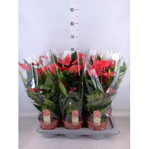 Anthurium andr. 'Felicita'