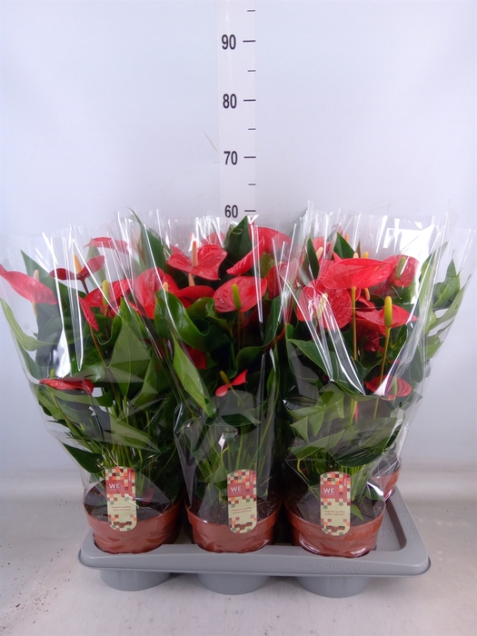 <h4>Anthurium andr. 'Felicita'</h4>