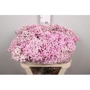 Gyps Overtime Light Pink (box)