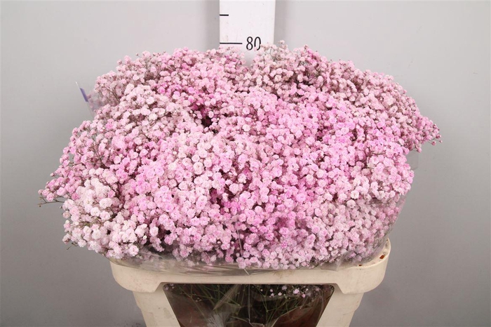 <h4>Gyps Overtime Light Pink</h4>